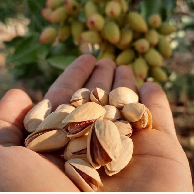 تصویر 3 از خرید مغز پسته کله قوچی خام + قیمت فروش استثنایی